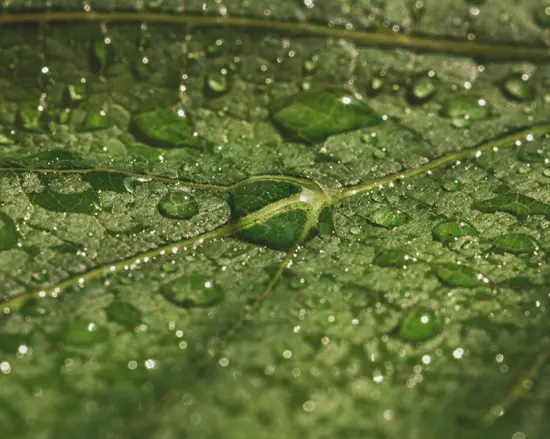 Luftfuktighet för växter