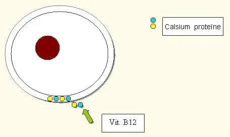 kalciumnitratgödsel